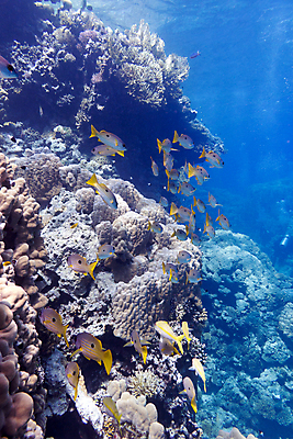 포토 JPG 해외이미지 동물 야생동물 바다 아프리카 자연 이집트 어류 풍경 사람없음 물 여름 파란색 컬러풀 햇빛 바닷속 수중 거품 스노클링 잠수부 다이빙 수족관 홍해 깊이 소금물 해외202004 해외포토 자연요소 계절 나라 컬러 태양 수영 수중동물 수상스포츠 전문직 생태계 수중스포츠 파일형식 이미지허브