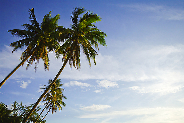 포토 JPG 해외이미지 나무 모래 바다 섬 여행 백그라운드 자연 하늘 휴가 휴식 따뜻함 손바닥 풍경 사람없음 야외 물 여름 파란색 평화 맑음 서핑 휴양지 하와이 코코넛 석호 몰디브 내추럴 고립 바하마 터키석 파라다이스 해외202004 해외포토 자연요소 식물 손 계절 아시아 컬러 컨셉 과일 날씨 미국 장소 수상스포츠 보석 생태계 파일형식 이미지허브