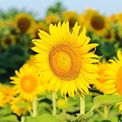 포토 JPG 해외이미지 식물 계절 꽃 백그라운드 꽃무늬 밭 농업 오렌지 자연 하늘 해바라기 풍경 사람없음 야외 초록색 여름 파란색 컬러풀 농장 노란색 정원 벚꽃 시골 개화 유기농 내추럴 해외202004 해외포토 웰빙 산업 컬러 무늬 과일 생태계 파일형식 이미지허브
