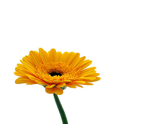 포토 JPG 해외이미지 식물 꽃 줄기 분홍색 백그라운드 오렌지 발렌타인데이 선물 사람없음 초록색 여름 컬러풀 노란색 봄 벚꽃 흰색 신선 개화 닫기 큼 묘사 원예 데이지 꽃가루 거베라 고립 넘어짐 해외202004 해외포토 계절 컬러 과일 모션 데이이벤트 취미 크기 가루 파일형식 이미지허브