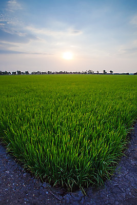 포토 JPG 해외이미지 나무 식물 구름 아시아 음식 여행 백그라운드 농업 오렌지 자연 하늘 밥 풍경 사람없음 야외 빨간색 초록색 여름 태양 농장 일출 일몰 새벽 수확 성장 시골 황금 낟알 장면 내추럴 논밭 밭일 옛날 해외202004 해외포토 자연요소 계절 나라 산업 컬러 밭 과일 논 노을 생태계 파일형식 이미지허브