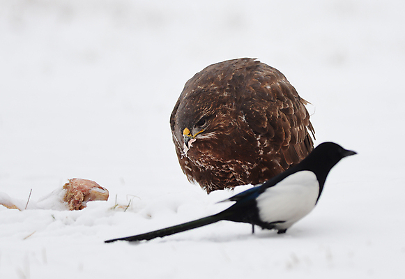 포토 JPG 해외이미지 동물 응시 야생동물 여행 겨울 날개 자연 조류 서기 사람 앉기 사람없음 야외 초록색 갈색 노란색 추위 흰색 관찰 숲 먹이 먹기 깃털 싸움 사냥 독수리 육식동물 장면 내추럴 해외202004 해외포토 시선 계절 컬러 모션 생태계 파일형식 이미지허브
