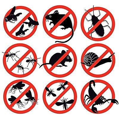 EPS 해외이미지 곤충 일러스트 금지 해충 쥐 전갈 딱정벌레 사인 달팽이 나방 기생충 해외202004 해외일러스트 동물 절지류 연체동물 바이러스 벌레 설치류 파일형식 벡터 이미지허브