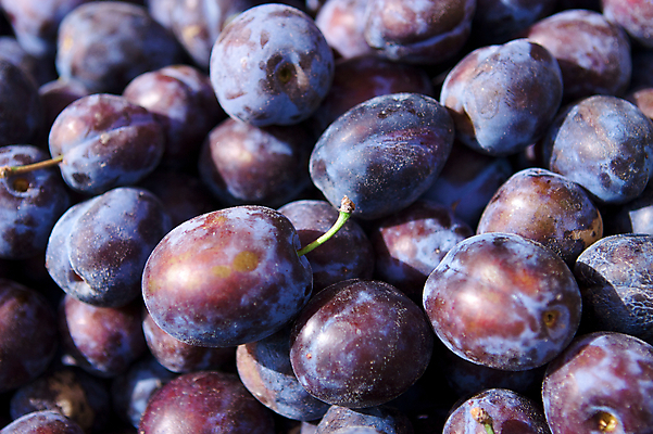 포토 JPG 해외이미지 라이프스타일 지구 음식 백그라운드 농업 다이어트 과일 벽지 건강 사람없음 여름 농장 정원 수확 가을 신선 상품 먹기 제비꽃 유기농 생태계 원예 칼로리 자두 내추럴 밭일 생태학 채식주의자 해외202004 해외포토 웰빙 계절 교육 꽃 산업 모션 취미 생활 채식 파일형식 이미지허브