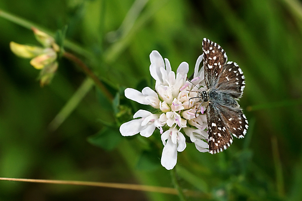 포토 JPG 해외이미지 식물 동물 꽃 야생동물 나비 곤충 날개 자연 앉기 사람없음 초록색 여름 컬러풀 갈색 검은색 어둠 봄 흰색 닫기 묘사 해외202004 해외포토 계절 컬러 모션 생태계 파일형식 이미지허브