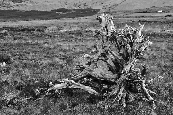 포토 JPG 해외이미지 나무 디자인 계절 밭 자연 추상 이끼 서기 풍경 사람없음 야외 목재 환경 검은색 봄 다양 소용돌이 죽음 신선 습지 숲 생태계 질감 매듭 통나무 결 아일랜드 내추럴 깨짐 변소 수목 썩음 옛날 노화 해외202004 해외포토 식물 유럽 컬러 다수 컨셉 무늬 농업 재료 모션 회오리 파일형식 이미지허브