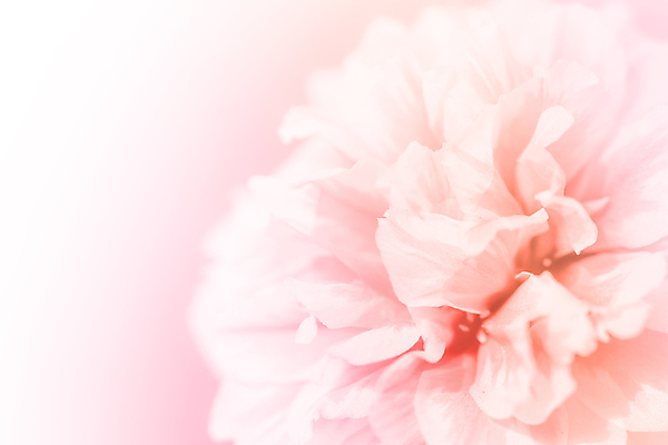 포토 JPG 해외이미지 식물 디자인 꽃 분홍색 꽃다발 백그라운드 컨셉 꽃무늬 일러스트 자연 벽지 추상 수채화 선물 사람없음 빨간색 초록색 물 장미 우주 벚꽃 흰색 신선 최고 다발 만족 보케 아로마 부드러움 공상 파스텔톤 필터 스타일 해외202004 해외포토 자연요소 감정 컬러 무늬 감각 생태계 파일형식 이미지허브