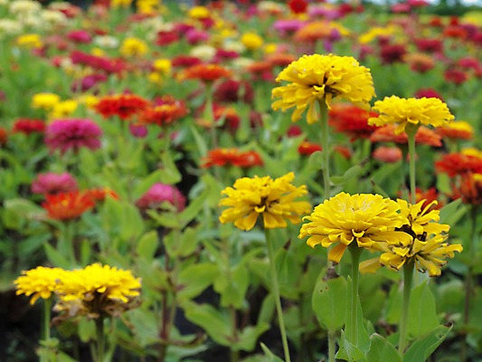 포토 JPG 해외이미지 식물 공원 꽃잎 꽃 백그라운드 잎 꽃무늬 패턴 밭 자연 벽지 추상 국화 사람없음 야외 장식 컬러풀 환경 정원 봄 성장 벚꽃 개화 우아함 묘사 꽃가루 내추럴 꽃수술 생태학 해외202004 해외포토 계절 공공시설 교육 컬러 컨셉 무늬 농업 가루 생태계 파일형식 이미지허브