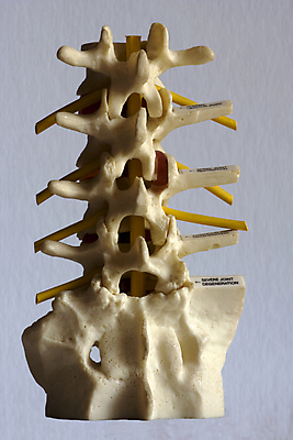 포토 JPG 해외이미지 포즈 신체 해부 뼈 건강 병원 사람 사람없음 치료 약 건강관리 고통 장비 의사 흰색 긴급 대접 수술 코드 질병 지압 약국 척추 묘사 외과 조제 고립 돌봄 해외202004 해외포토 감정 컬러 의학 모션 관리 의료진 마사지 만들기 파일형식 이미지허브