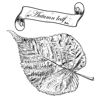 EPS 해외이미지 나무 식물 실루엣 줄기 잎 일러스트 자연 잉크 미술 그래픽 장식 여름 세트 수확 가을 화려 우아함 스케치 수집 싱글 그림 복고 윤곽 손그림 고립 그런지 엘리먼트 디테일 해외202004 해외일러스트 계절 컨셉 농업 문화예술 촬영기법 생태계 파일형식 벡터 이미지허브