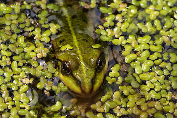 포토 JPG 해외이미지 개구리 사람없음 네덜란드 해외202004 해외포토 유럽 양서류 파일형식 이미지허브