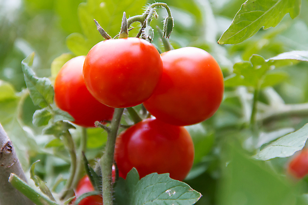 포토 JPG 해외이미지 나무 식물 음식 농업 토마토 채소 자연 매달리기 건강 사람없음 빨간색 초록색 농장 정원 수확 성장 나뭇가지 신선 체리 유기농 원예 내추럴 온실 해외202004 해외포토 웰빙 산업 컬러 과일 모션 취미 생태계 파일형식 이미지허브