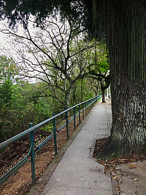 포토 JPG 해외이미지 나무 공원 도로 길 여행 백그라운드 잎 자연 거리 풍경 사람없음 야외 초록색 여름 산책 가을 도시 숲 내추럴 방법 직진 해외202004 해외포토 식물 계절 공공시설 컬러 교통시설 휴식 생태계 파일형식 이미지허브