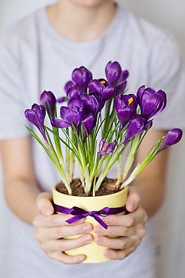 포토 JPG 해외이미지 식물 여자 꽃잎 꽃 화분 백그라운드 잎 자연 한명 들기 사람 상반신 앞모습 장식 초록색 보라색 신선 원예 사프란 여자한명만 해외202004 해외포토 1 뷰포인트 컬러 모션 취미 향신료 생태계 여자만 파일형식 이미지허브