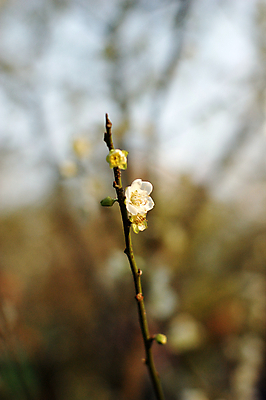 포토 JPG 해외이미지 꽃 사람없음 벚꽃 복숭아 자두 해외202004 해외포토 식물 과일 파일형식 이미지허브