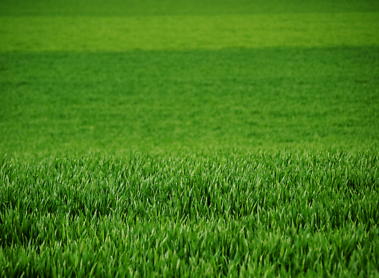 포토 JPG 해외이미지 식물 음식 백그라운드 밭 농업 자연 풍경 사람없음 초록색 농작물 농장 환경 봄 수확 성장 시골 신선 시리얼 밀 허브 밭일 해외202004 해외포토 계절 산업 컬러 곡류 생태계 파일형식 이미지허브