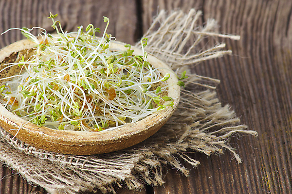 포토 JPG 해외이미지 식물 접시 음식 백그라운드 자연 씨앗 사람없음 목재 초록색 새싹 샐러드 신선 유기농 날것 뿌리 건강식 대두 채식주의자 해외202004 해외포토 나무 식기 웰빙 컬러 재료 생태계 채식 파일형식 이미지허브