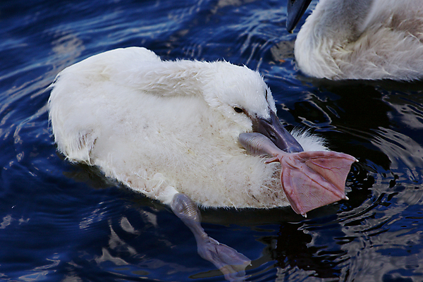 포토 JPG 해외이미지 응시 호수 어린이 오렌지 가족 조류 병아리 손잡이 사람없음 물 머리 검은색 수영 힘 회색 흰색 자신감 먹기 깃털 백조 목 계산서 돌봄 벙어리 해외202004 해외포토 자연요소 동물 시선 감정 컬러 과일 관계 모션 사람 신체부위 수상스포츠 파일형식 이미지허브