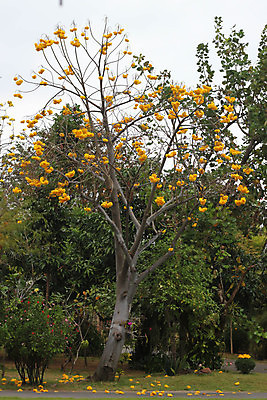 포토 JPG 해외이미지 나무 식물 꽃잎 꽃 행복 꽃무늬 태국 자연 하늘 풍경 사람없음 컬러풀 노란색 벚꽃 나뭇가지 신선 면 실크 꽃가루 L 잇몸 해외202004 해외포토 알파벳 감정 아시아 컬러 무늬 신체 직물 가루 생태계 파일형식 이미지허브