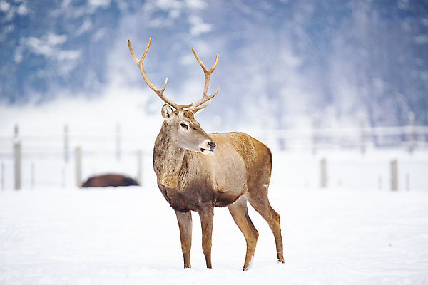 포토 JPG 해외이미지 나무 동물 응시 계절 남자 야생동물 크리스마스 겨울 밭 포유류 자연 사슴 새로움 뿔 풍경 사람없음 야외 파란색 냉동 추위 흰색 신선 소나무 황무지 선택 군중 숲 연도 사냥 침엽수 내추럴 경보 폭설 가문비나무 해외202004 해외포토 식물 시선 기념일 컬러 컨셉 농업 눈_날씨 사람 자연재해 생태계 파일형식 이미지허브