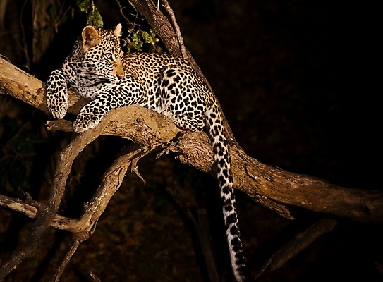 포토 JPG 해외이미지 나무 동물 응시 공원 얼굴 야생동물 스포츠 여행 포유류 아프리카 자연 수염 국립공원 사람없음 여행객 환경 고양이 나뭇가지 관찰 점 기다림 큼 검색 육식동물 표범 랜드마크 사바나 탄자니아 평야 해외202004 해외포토 멸종위기종 식물 시선 공공시설 나라 모션 사람 신체부위 반려동물 크기 생태계 파일형식 이미지허브