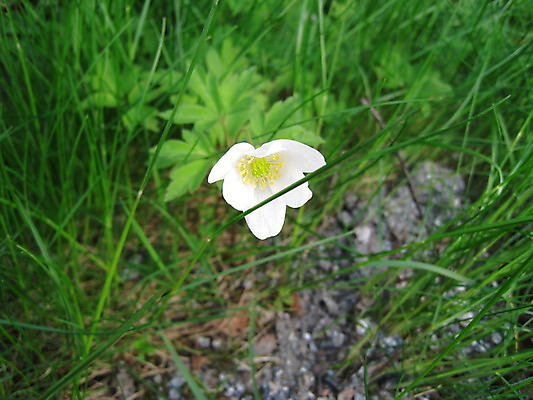 포토 JPG 해외이미지 나무 식물 꽃 자연 하늘 산 노르웨이 사람없음 빨간색 초록색 여름 태양 봄 회색 바위 흰색 해외202004 해외포토 자연요소 계절 유럽 컬러 돌_바위 생태계 파일형식 이미지허브