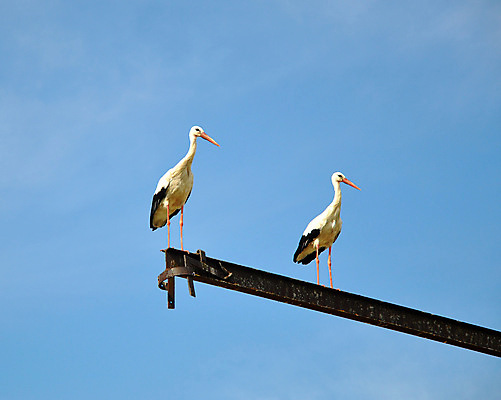 포토 JPG 해외이미지 동물 커플 행복 야생동물 날개 자연 조류 하늘 사람없음 파란색 봄 자유 깃털 부리 내추럴 동물상 황새 해외202004 해외포토 계절 감정 컬러 컨셉 관계 조형물 생태계 파일형식 이미지허브