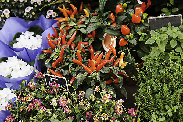 포토 JPG 해외이미지 나무 식물 음식 백그라운드 잎 농업 채소 과일 재료 자연 고추 피망 파프리카 건강 사람없음 빨간색 초록색 컬러풀 노란색 정원 수확 성장 신선 뜨거움 고명 닫기 맛 먹기 허브 향신료 유기농 원예 매움 날것 후추 내추럴 숙성 채식주의자 해외202004 해외포토 웰빙 산업 컬러 컨셉 모션 취미 생태계 채식 향미료 파일형식 이미지허브