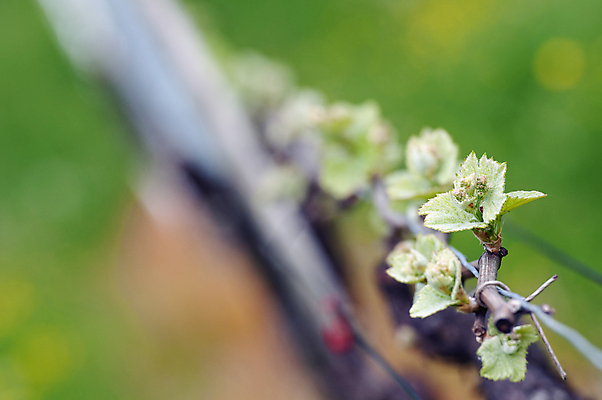 포토 JPG 해외이미지 식물 잎 꽃무늬 농업 과일 부분 자연 하늘 포도 들기 사람없음 야외 초록색 파란색 농경지 새싹 와인 봄 성장 시골 신선 다발 원예 포도밭 포도나무 밭일 양조장 주자 해외202004 해외포토 계절 꽃 산업 컬러 무늬 밭 모션 주류 취미 농장 과일나무 생태계 파일형식 이미지허브