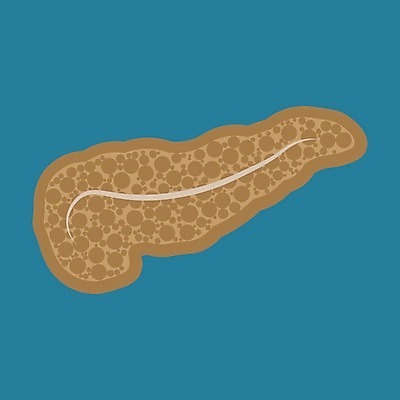 EPS 해외이미지 모델 디자인 포스터 과학 신체 일러스트 해부 건강 미술 사람 내부 그래픽 약 흰색 오르간 질병 만화 심볼 그림 생물학 시스템 방광 췌장 고립 당뇨병 돌봄 복근 엘리먼트 포도당 해외202004 해외일러스트 교육 컬러 의학 모션 근육 문화예술 장기_의학 건반악기 비뇨기관 파일형식 벡터 이미지허브