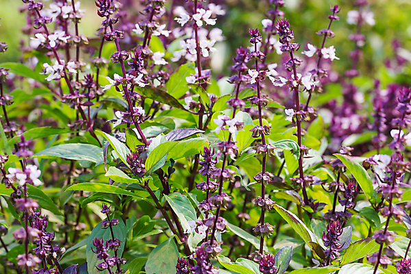 포토 JPG 해외이미지 식물 꽃 아시아 줄기 백그라운드 잎 자연 건강 요리 씨앗 사람없음 초록색 약 정원 보라색 스파 벚꽃 나뭇가지 신선 허브 아로마 신성 향 바질 내추럴 치료제 해외202004 해외포토 나무 나라 컬러 의학 생태계 파일형식 이미지허브