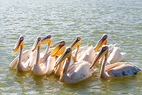 포토 JPG 해외이미지 동물 호수 야생동물 여행 백그라운드 학교 아프리카 자연 조류 낚시 파노라마 어류 풍경 성인 사람없음 야외 물 흰색 그룹 큼 펠리컨 기아 배고픔 깃털 서식지 수유 에티오피아 이국적 많음 해외202004 해외포토 자연요소 교육 나라 컬러 컨셉 레저 촬영기법 사람 수중동물 크기 사회이슈 생태계 파일형식 이미지허브