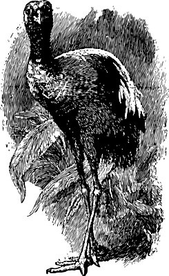 EPS 해외이미지 선 일러스트 조류 미술 검은색 미국 수확 흰색 중앙 왜가리 그림 판화 남쪽 페루 해외202004 해외일러스트 동물 컬러 북아메리카 농업 문화예술 남아메리카 방향 파일형식 벡터 이미지허브