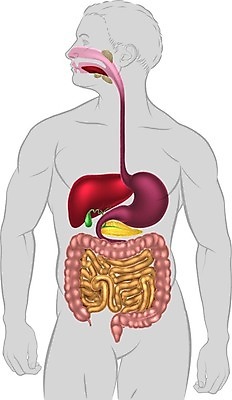 EPS 해외이미지 남자 과학 신체 일러스트 해부 건강 사람 내부 약 3D 오르간 작음 큼 그림 생물학 간 시스템 몸통 췌장 고립 복근 초보 해외202004 해외일러스트 교육 의학 근육 신체부위 건반악기 장기 크기 디지털합성 파일형식 벡터 악기 건반 음악 문화예술 이미지허브