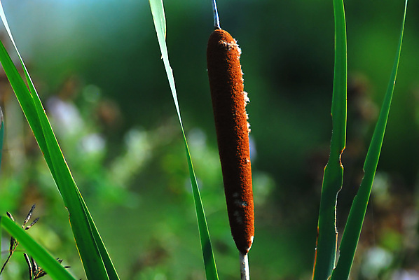포토 JPG 해외이미지 식물 자연 사람없음 연못 습지 해외202004 해외포토 생태계 파일형식 이미지허브
