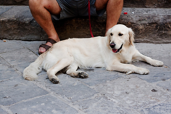 포토 JPG 해외이미지 동물 1 신발 2 자연 휴식 거리 사람 앉기 사람없음 건물 가로 반려동물 갈색 바위 흰색 개 샌들 주인 거짓말 해외202004 해외포토 건축물 컬러 컨셉 포유류 모션 돌_바위 생태계 파일형식 이미지허브