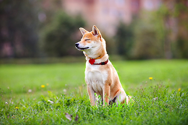포토 JPG 해외이미지 전신 동물 척추동물 한마리 응시 새끼 포유류 앉기 사람없음 반려동물 가축 꿈 듣기 개 자르기 경계 송곳니 신앙심 카피스페이스 해외202004 해외포토 1 시선 모션 공백 치아 파일형식 이미지허브