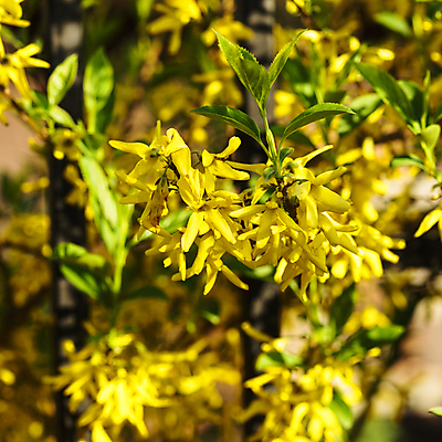 포토 JPG 해외이미지 나무 식물 계절 공원 꽃잎 꽃 줄기 백그라운드 잎 꽃무늬 자연 부활절 사람없음 야외 초록색 노란색 맑음 봄 벚꽃 나뭇가지 개화 황금 4월 순수 묘사 내추럴 강렬 해외202004 해외포토 공공시설 기념일 컬러 컨셉 무늬 날씨 날짜 생태계 파일형식 이미지허브