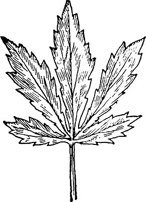 EPS 해외이미지 식물 선 잎 일러스트 미술 검은색 미국 수확 흰색 자르기 그림 북쪽 판화 로키산맥 해외202004 해외일러스트 컬러 북아메리카 농업 모션 문화예술 산 방향 파일형식 벡터 이미지허브