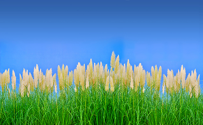 포토 JPG 해외이미지 식물 잎 하늘 건강 갈대 사람없음 초록색 여름 파란색 환경 성장 해외202004 해외포토 계절 컬러 파일형식 이미지허브