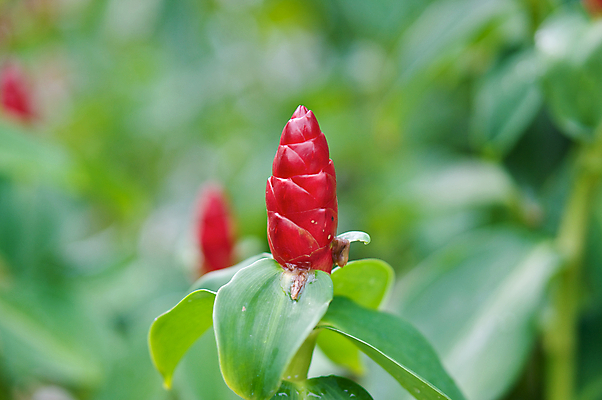 포토 JPG 해외이미지 식물 공원 꽃 자연 사람없음 야외 빨간색 정원 소나무 솔방울 생강 원뿔 해외202004 해외포토 도형 나무 공공시설 컬러 채소 생태계 파일형식 이미지허브