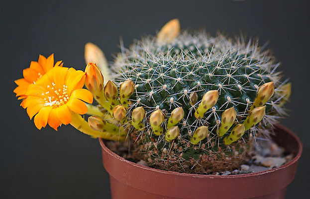 포토 JPG 해외이미지 식물 꽃 자연 선인장 사람없음 초록색 봄 오브젝트 해외202004 해외포토 계절 컬러 생태계 파일형식 이미지허브