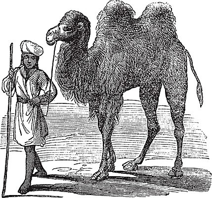 EPS 해외이미지 동물 야생동물 모래 여행 2 일러스트 포유류 자연 건조 털 미술 사람 야외 갈색 검은색 사막 수확 골동품 흰색 막대기 인쇄 몽골 그림 낙타 판화 혹 동물상 옛날 해외202004 해외일러스트 아시아 컬러 농업 문화예술 조형물 생태계 파일형식 벡터 이미지허브