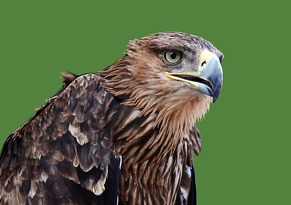 포토 JPG 해외이미지 나무 동물 응시 자연 조류 풍경 사람없음 초록색 갈색 머리 외침 황금 숲 깃털 부리 독수리 육식동물 내추럴 동물상 해외202004 해외포토 식물 시선 컬러 신체부위 조형물 소리 생태계 파일형식 이미지허브