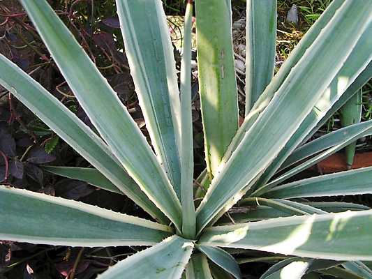 포토 JPG 해외이미지 식물 자연 선인장 건조 사람없음 초록색 컬러풀 정원 화장품 사막 가시 약초 허브 원예 조경 스펀지 알로에 해외202004 해외포토 컬러 취미 뷰티 풀_식물 생태계 파일형식 이미지허브