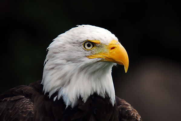 포토 JPG 해외이미지 동물 야생동물 날개 자연 조류 사람없음 노란색 미국 힘 자유 흰색 먹이 심볼 깃털 부리 독수리 대머리 사냥꾼 웅장함 해외202004 해외포토 직업 헤어스타일 컬러 컨셉 북아메리카 생태계 파일형식 이미지허브