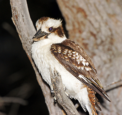 포토 JPG 해외이미지 동물 야생동물 여행 자연 조류 휴가 사람없음 호주 물총새 해외202004 해외포토 오세아니아 생태계 파일형식 이미지허브