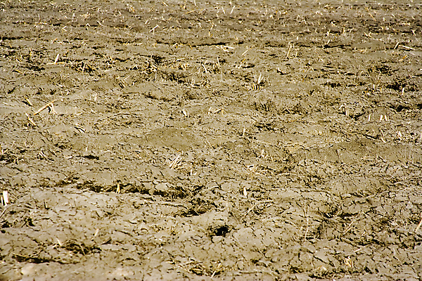 포토 JPG 해외이미지 식물 계절 지구 모래 줄기 백그라운드 패턴 밭 농업 자연 옥수수 사람없음 농작물 농장 농경지 갈색 환경 정원 경작 흙 수확 시골 낟알 땅 부식 원예 질감 먼지 진흙 자원 내추럴 땅바닥 쟁기 줄서기 해외202004 해외포토 산업 컬러 무늬 모션 곡류 바닥 취미 농사 생태계 파일형식 이미지허브
