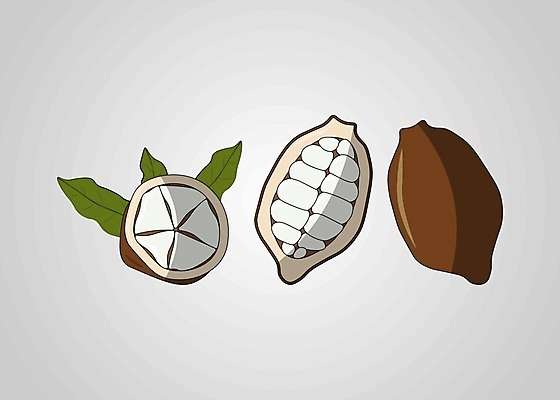 EPS 해외이미지 나무 식물 손 음식 다이어트 과일 일러스트 재료 자연 디저트 건강 씨앗 갈색 식사 화장품 견과류 신선 열대우림 스케치 먹기 유기농 날것 판화 버터 브라질 코코아 내추럴 고립 돌봄 숙성 이국적 채식주의자 비건 해외202004 해외일러스트 웰빙 음료 컬러 모션 미술 신체부위 뷰티 남아메리카 숲 생태계 채식 파일형식 벡터 이미지허브