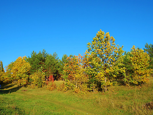 포토 JPG 해외이미지 나무 식물 계절 도로 낙엽 잎 오렌지 자연 하늘 풍경 사람없음 야외 초록색 파란색 빛 노란색 환경 침묵 가을 나뭇가지 황금 숲 오솔길 내추럴 강렬 해외202004 해외포토 길 컬러 과일 교통시설 소리 생태계 파일형식 이미지허브